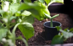 Urban Bloomer 12.7 Gallon Elevated Garden Bed - Graphite